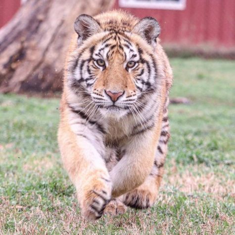 Lions, Tigers, Lemurs…Oh My!
