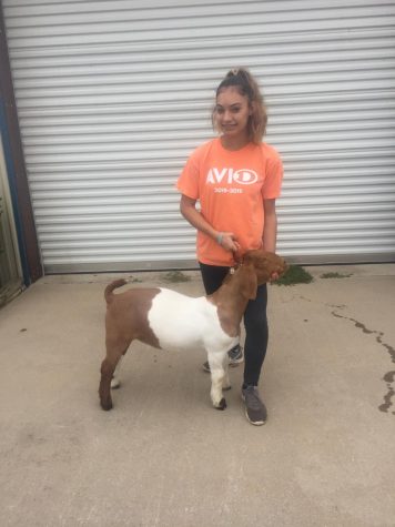 Show Season Preview