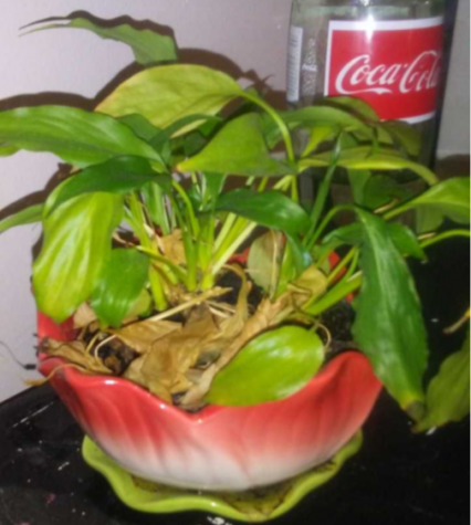 Perking Up Plant Personalities