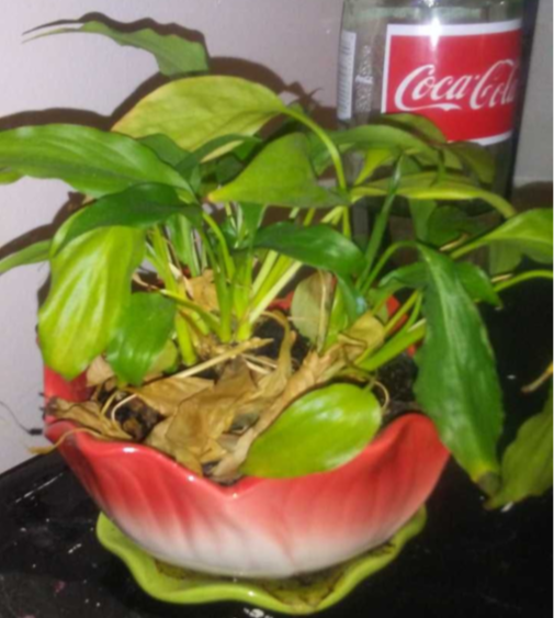 Photo courtesy of Eden Jones
Pictured: Stellaluna, the plant