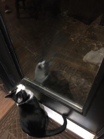 Reactions to Reflections