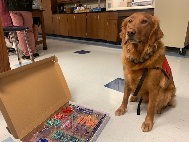 Service Animal Provides Light in Dark Times